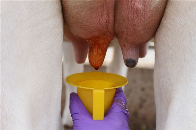 Immersing cow teats in germicide